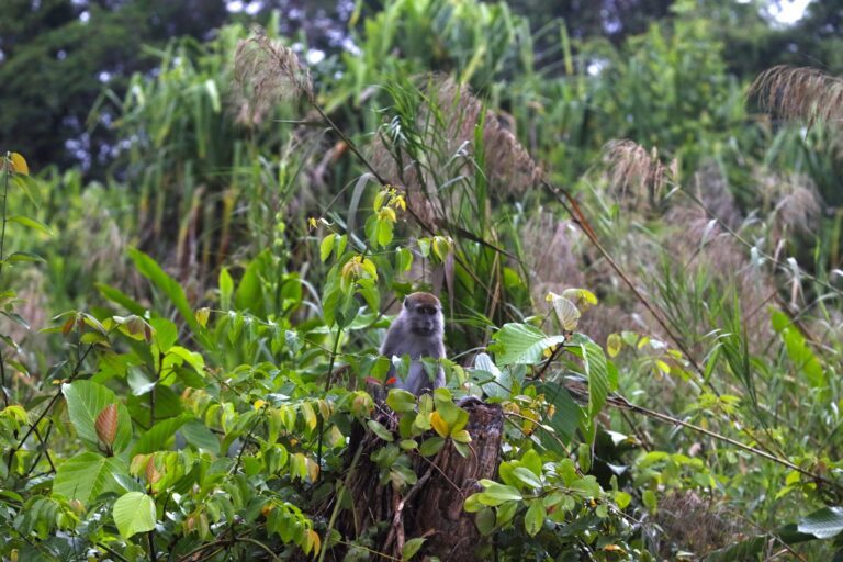 Viaje de autor isla de Borneo con Mstravellers